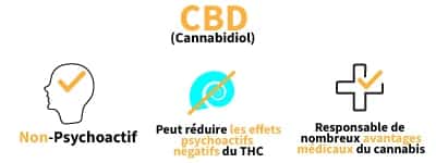 effet cbd fumer, effet cbd avis, les danger du cbd, quels sont les effets du cbd, vente fleur cbd, fleur cbd pas cher, fleurs de chanvre cbd, achat cbd, boutique cbd france, cbd achat