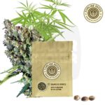 graine de chènevis, graine de collection, graine de collection cannabis, graine collection cannabis, graine de cannabis de collection, graines de cannabis de collection, boutique graine de collection cannabis en France, graine de collection cannabis achat France, graine de chènevis achat France, graine de chènevis loi France, réglementation graine de cannabis, graines autofloraison, autofloraison d’une graine, autofloraison graine def,