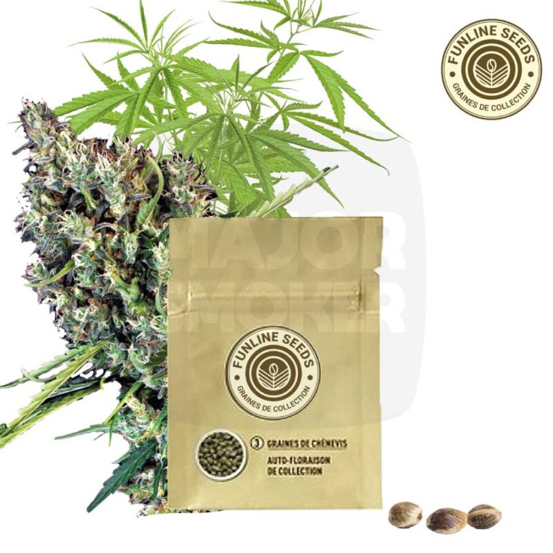 graine de chènevis, graine de collection, graine de collection cannabis, graine collection cannabis, graine de cannabis de collection, graines de cannabis de collection, boutique graine de collection cannabis en France, graine de collection cannabis achat France, graine de chènevis achat France, graine de chènevis loi France, réglementation graine de cannabis, graines autofloraison, autofloraison d’une graine, autofloraison graine def,