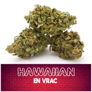 fleur de cbd, cbd, fleur cbd, fleurs cbd, fleurs de cbd, cbd fleur, cbd fleurs, cbd en vrac, fleur cbd pas cher, fleur de cbd en vrac, cbd pas cher, fleur cbd glasshouse, glasshouse cbd, cbd fleur en gros, acheter poches cbd, glass house cbd, cbd hawaiian, hawaiian, hawaiian cbd, fleur cbd hawaiian, cbd fleur hawaiian, hawaiian cbd fleur, hawaiian fleur cbd