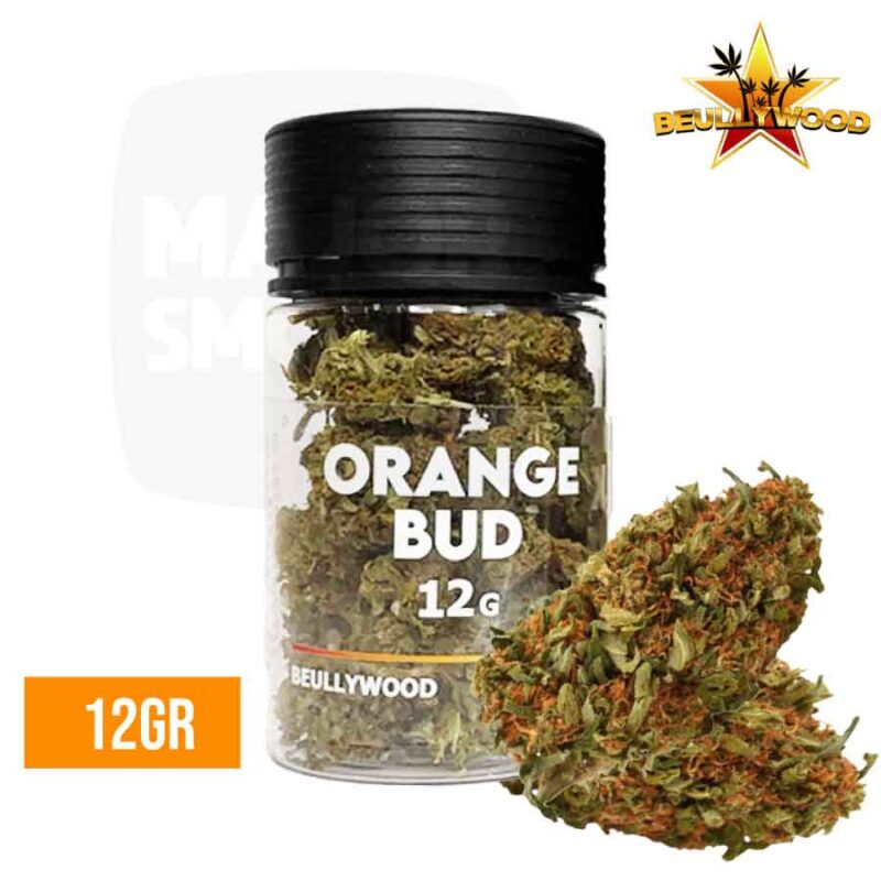 orange-bud-beullywood-12gr-cbd-majorsmoker.com fleur cbd, cbd orange bud, fleur cbd amnesia, ccrk fleur, fleur cbd pas cher, fleur cbd premium, cbd, cbd france