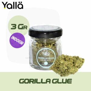 fleur de cbd, cbd fleur, fleur cbd, fleur de cbd gorilla glue, gorilla glue fleur de cbd, fleur cbd gorilla glue, cbd fleur gorilla glue