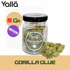 fleur de cbd, cbd fleur, fleur cbd, fleur de cbd gorilla glue, gorilla glue fleur de cbd, fleur cbd gorilla glue, cbd fleur gorilla glue