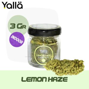 lemon haze, fleur de cbd lemon haze, fleur de cbd, fleur cbd, fleur cbd yalla, cbd fleur, fleur cbd lemon haze, cbd lemon haze, lemon haze cbd