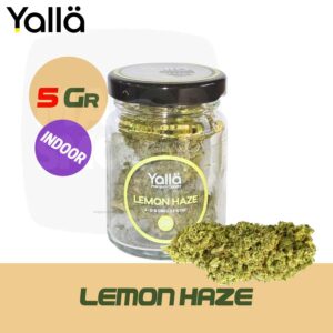 lemon haze, fleur de cbd lemon haze, fleur de cbd, fleur cbd, fleur cbd yalla, cbd fleur, fleur cbd lemon haze, cbd lemon haze, lemon haze cbd